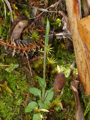Pterostylis puberula