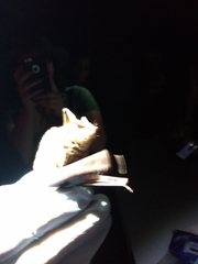 Myotis velifer