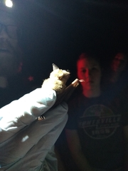 Myotis velifer