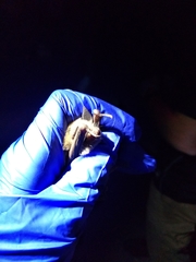 Myotis velifer