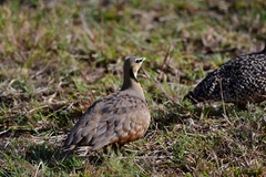 Pterocles gutturalis