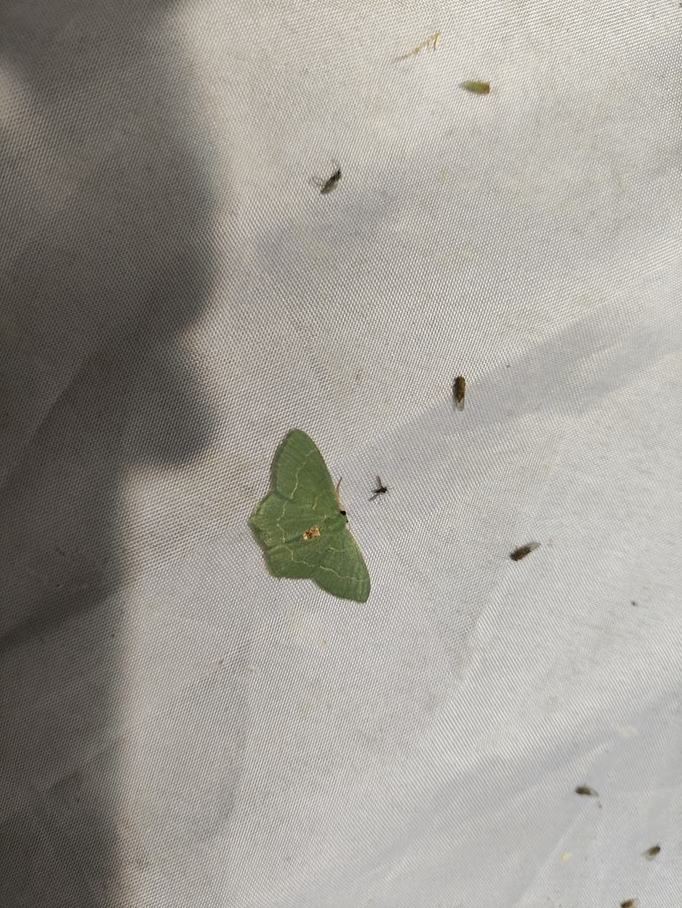 Chlorissa amphitritaria