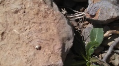 Brephulopsis