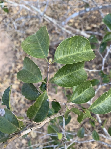 Elachyptera parvifolia image