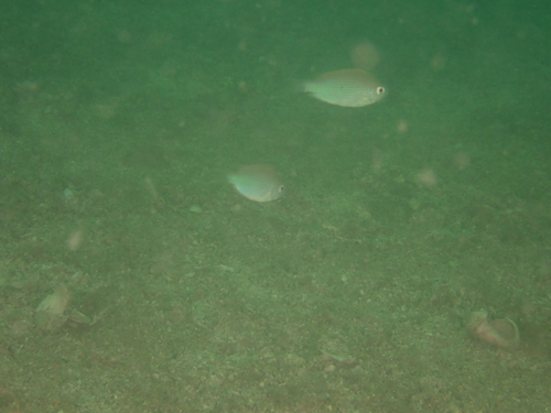 Teixeirichthys observed 2025-06-15