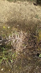 Echium italicum biebersteinii