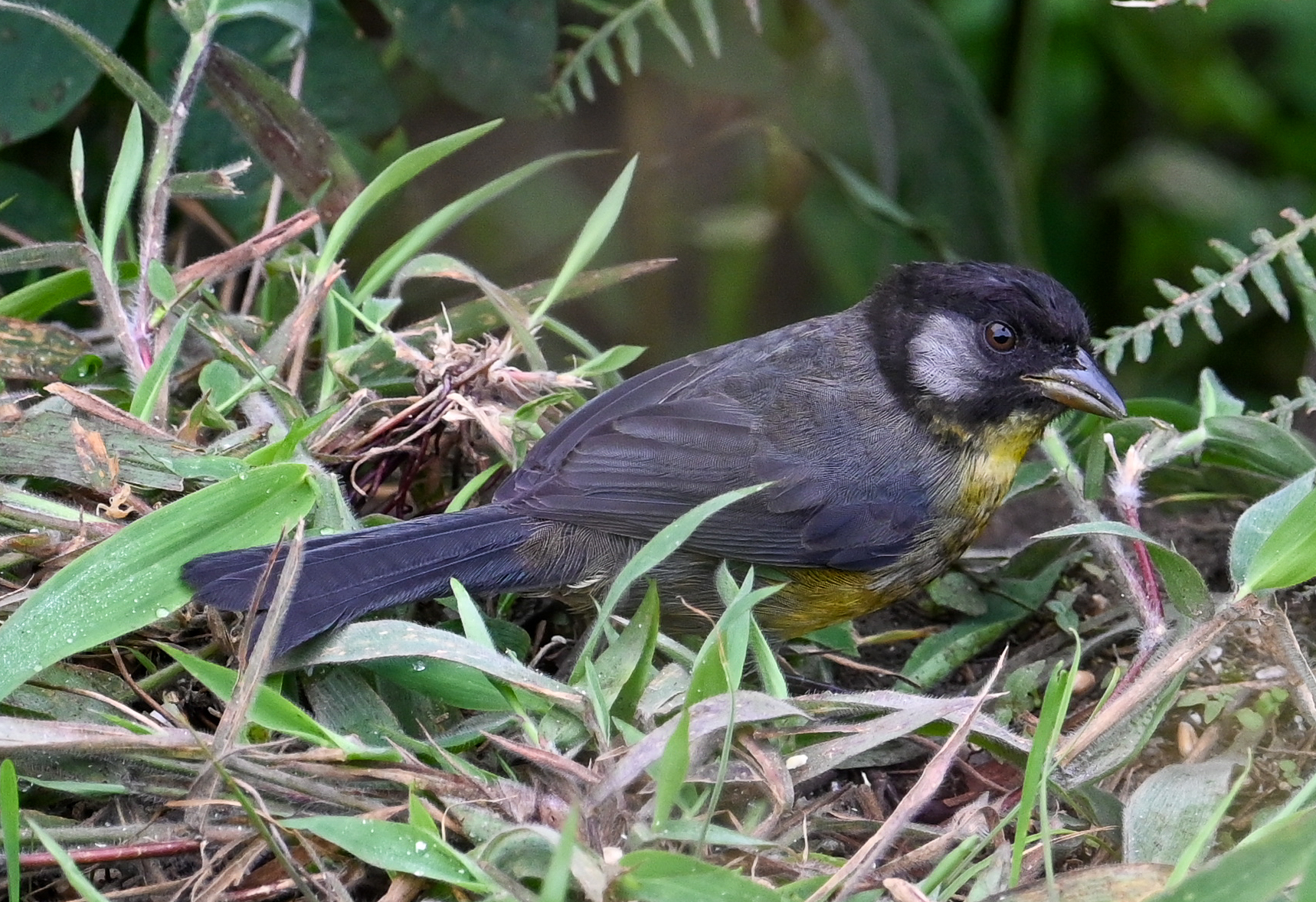 Santa Marta Brushfinch (Atlapetes melanocephalus), photo 8