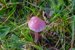 Mycena