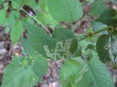 Apteropeda orbiculata