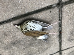 Hylocichla mustelina