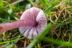 Mycena