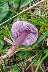 Mycena