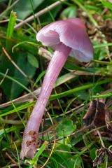Mycena