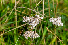 Achillea millefolium