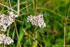 Achillea millefolium