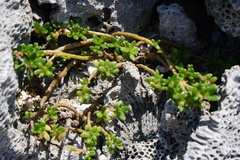 Portulaca psammotropha
