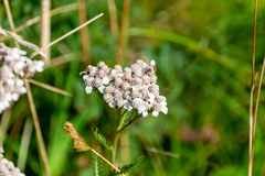 Achillea millefolium