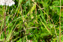 Achillea millefolium
