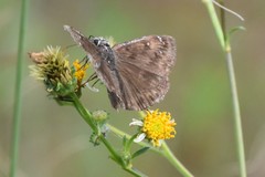 Erynnis zarucco