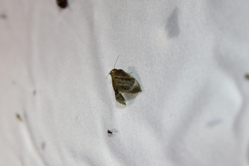 Elegant Tailed Slug Moth photo 2
