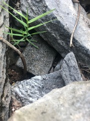 Trisetum distichophyllum