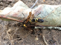 Eriotremex formosanus