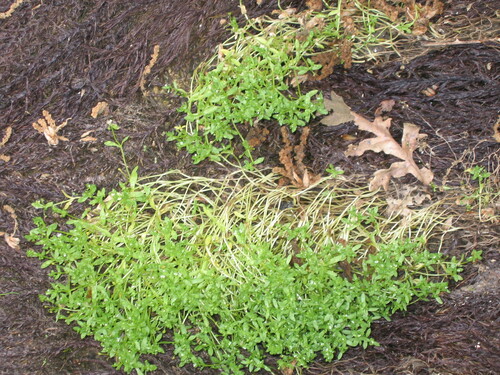 Montia fontana iNat (3)