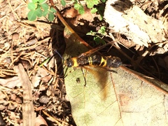 Eriotremex formosanus