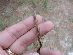 Sorghastrum elliottii