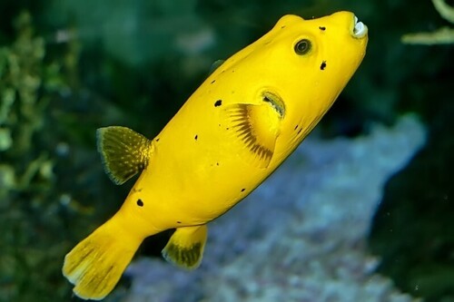 Guineafowl Puffer