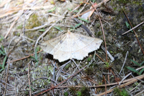 Mottled Euchlaena Moth photo 2