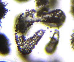 Microcystis wesenbergii