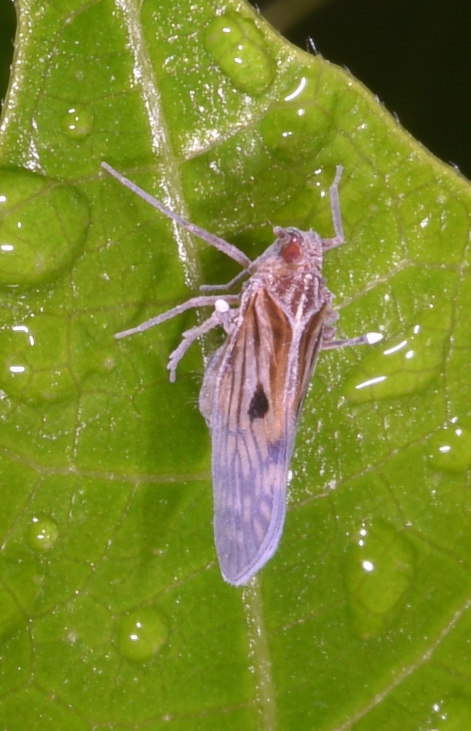 Kotonisia
