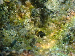 Zebraface Blenny photo 4