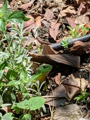 Lacerta trilineata polylepidota