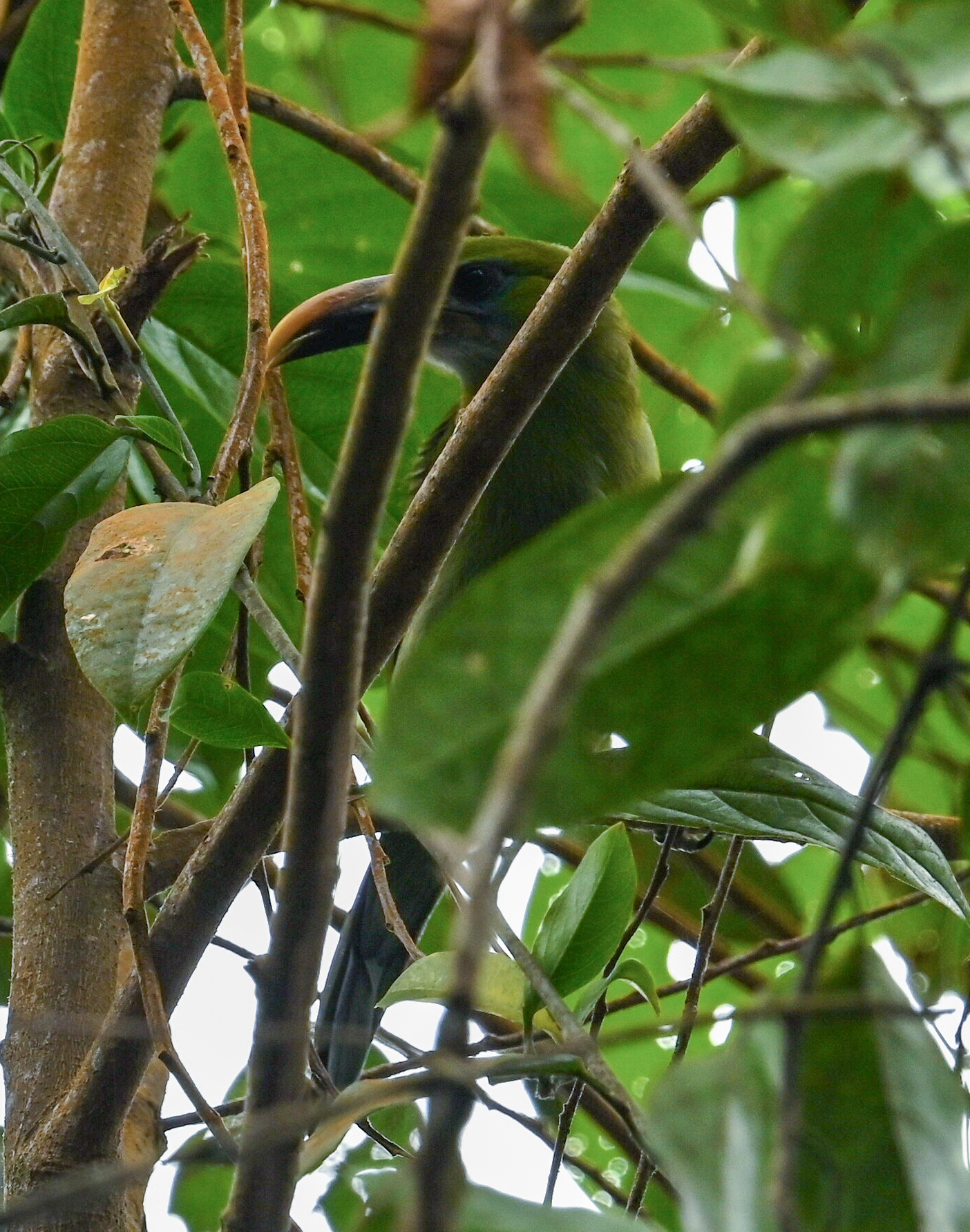 Groove-billed Toucanet (Aulacorhynchus sulcatus), photo 5