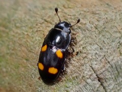 Glischrochilus hortensis