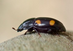 Glischrochilus hortensis