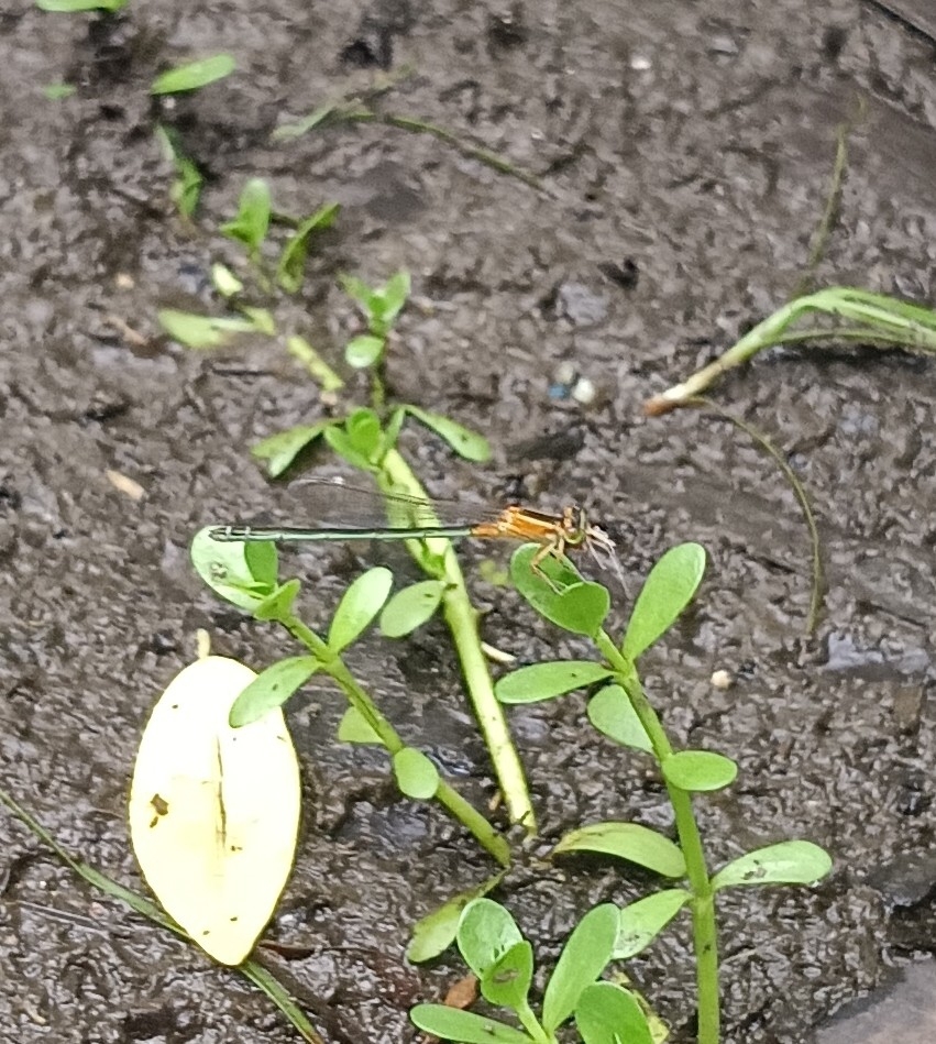 Tropical Bluetail