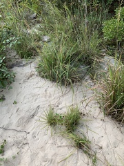 Conradina verticillata