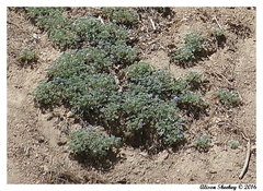 Lupinus breweri