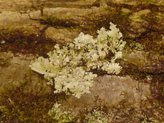 Parmotrema gardneri