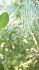 Pinus