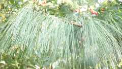 Pinus