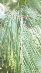 Pinus