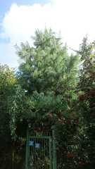 Pinus
