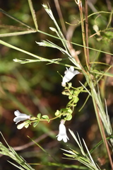Penstemon multiflorus
