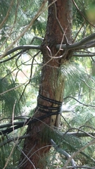 Pinus