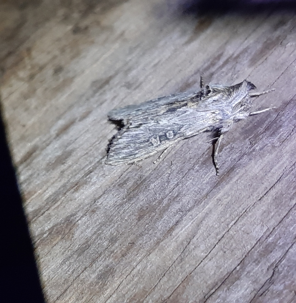 Cucullia antipoda
