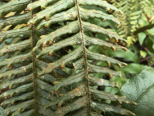 Prosaptia